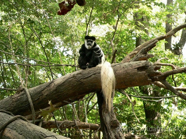 congo 12.jpg - Colobus guereza caudatus.